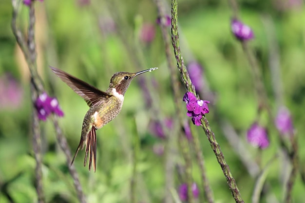 Un colibrí vuela cerca de una flor morada.