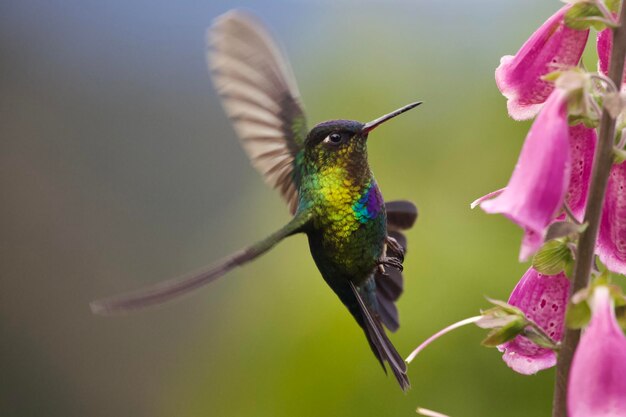 Foto el colibrí