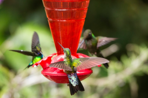 Foto un colibrí