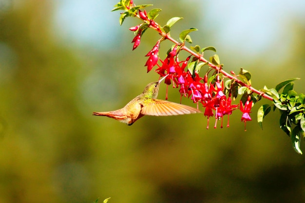 Foto colibri