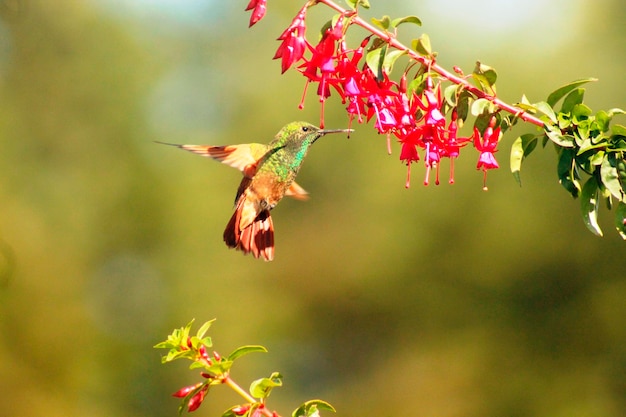 Foto colibri