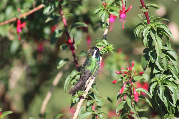 Foto colibrí