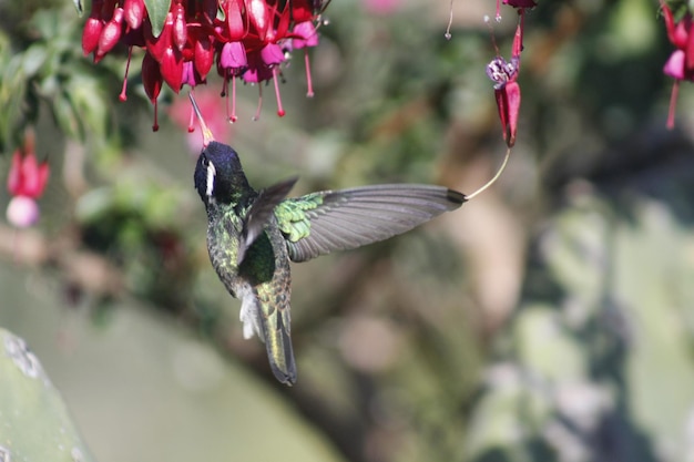 Foto colibrí