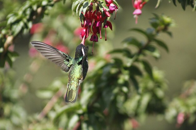 Foto colibrí