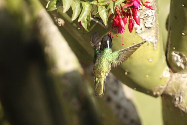 Colibrí