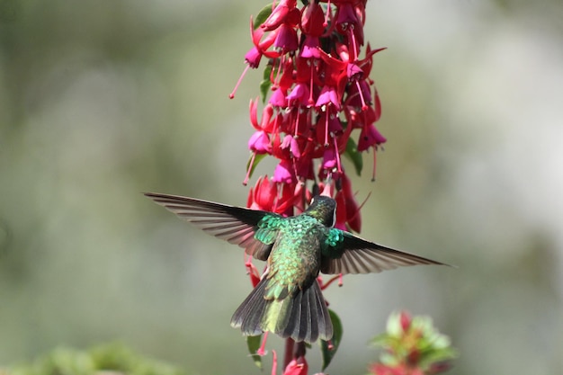 colibrí