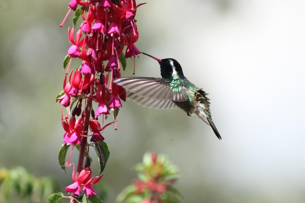 Foto colibrí