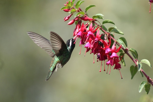 Foto colibrí