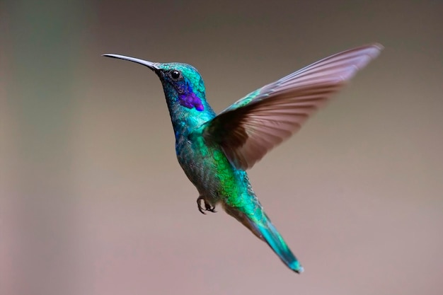 Colibrí