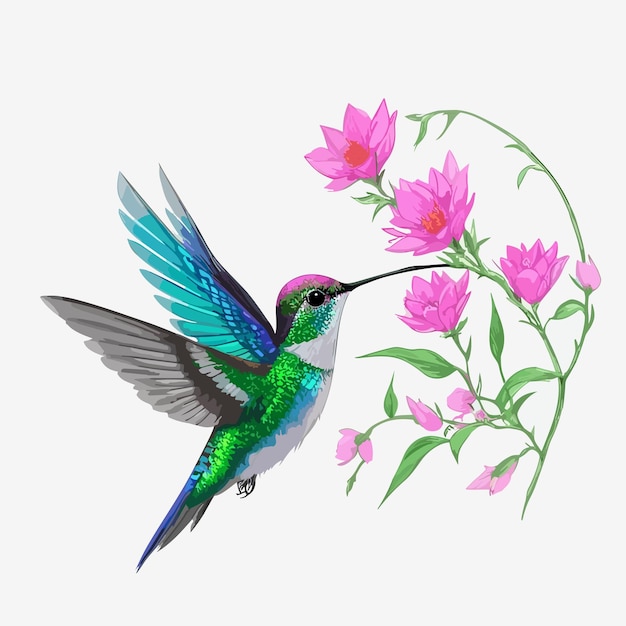 Colibrí