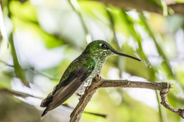 Colibríes una familia de pájaros pequeños del orden Swift.