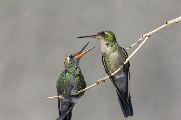 Colibríes posados en la rama de un árbol