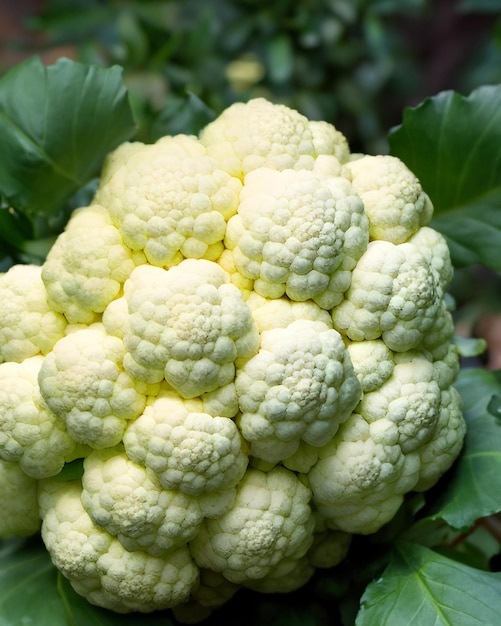 Coliflor blanca que crece en un jardín Concepto de granja fresco y natural