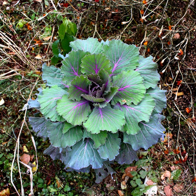 Coliflor en el jardín