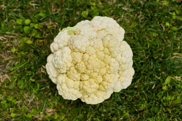 Coliflor recién cosechada Cosecha de otoño y bioalimentos orgánicos saludables