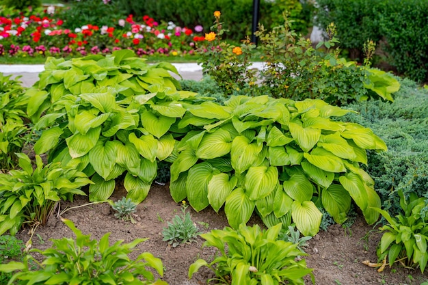 Colina alpina con exuberante hierba verde. Césped y camino sinuoso en un hermoso jardín de estilo inglés.