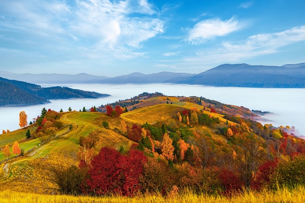 Colina alta com árvores coloridas exuberantes e grama amarela seca contra desfiladeiro profundo coberto com neblina pesada sob o céu azul rosa no outono
