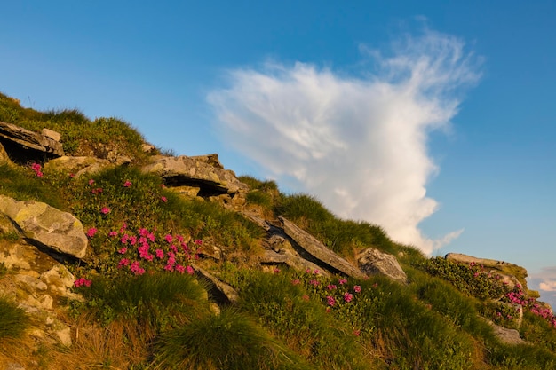 Colina apedrejada de montanha coberta de rododendros floridos Linda paisagem florida das montanhas mais altas com céu azul do pôr do sol