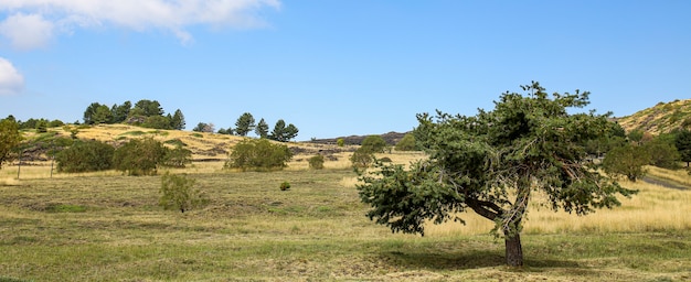 Foto la colina del árbol