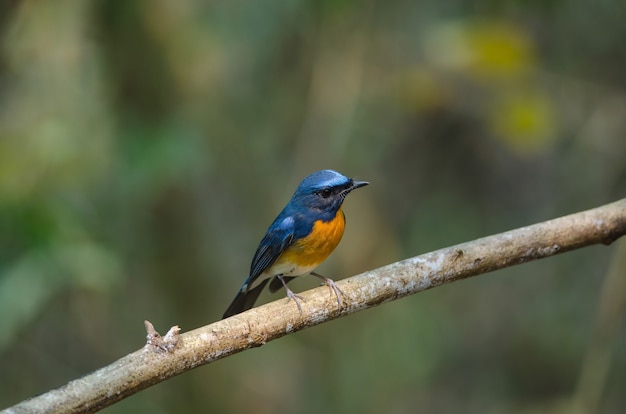 Colina Azul Flycatcher em um galho