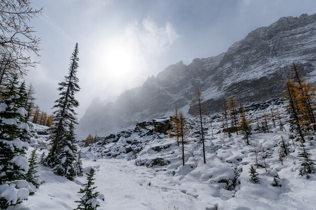 Colina nevada com luz do sol e nevasca no parque nacional de Yoho, Canadá