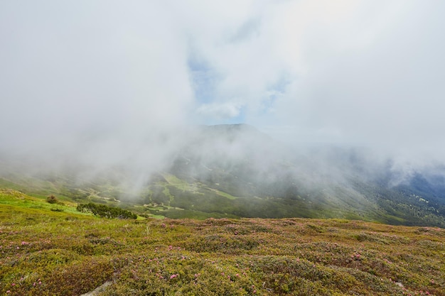 Colina ondulante arborizada em um dia nublado, cenário natural encantador da paisagem montanhosa