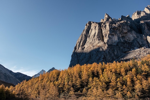 Colina de piedra caliza con luz solar y bosque de pinos