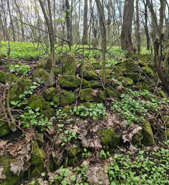 Una colina rocosa con musgo y plantas pequeñas.