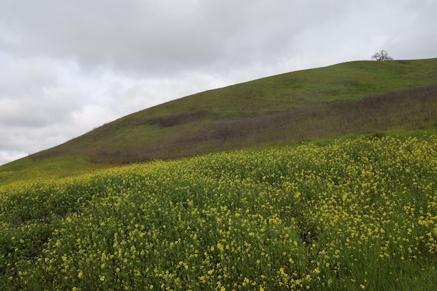 una colina verde con flores amarillas en el medio