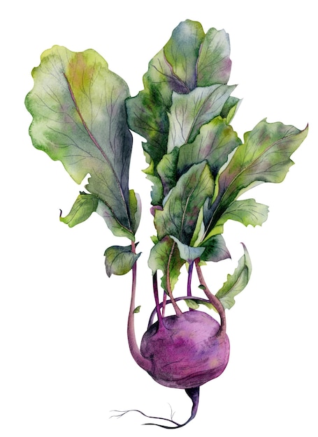 Colinabo morado con ilustración de acuarela de hojas, decoración de verduras frescas, arte vegetariano