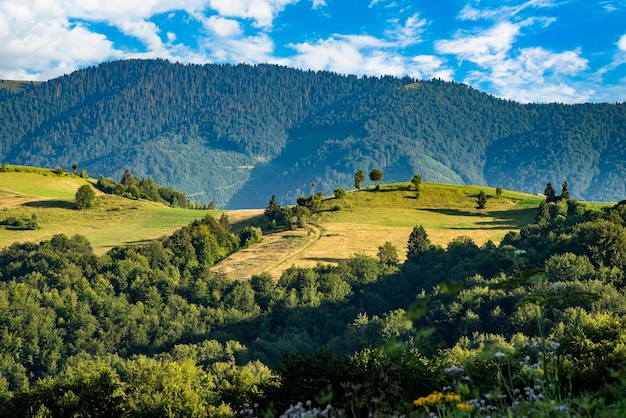 Colinas con árboles en un macizo montañoso el concepto de ecología natural pura