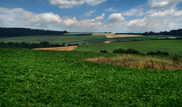 Colinas de campos de soja fuera de foco ondas de campos en el horizonte con un hermoso cielo nublado