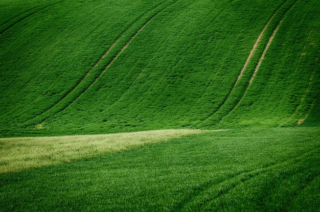 Colinas com campos adequados para fundos ou papéis de parede, paisagem natural sazonal. morávia do sul, república tcheca