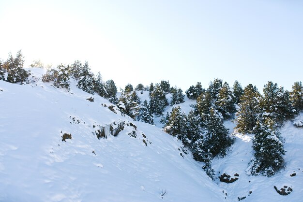 Colinas cubiertas de nieve y bosque