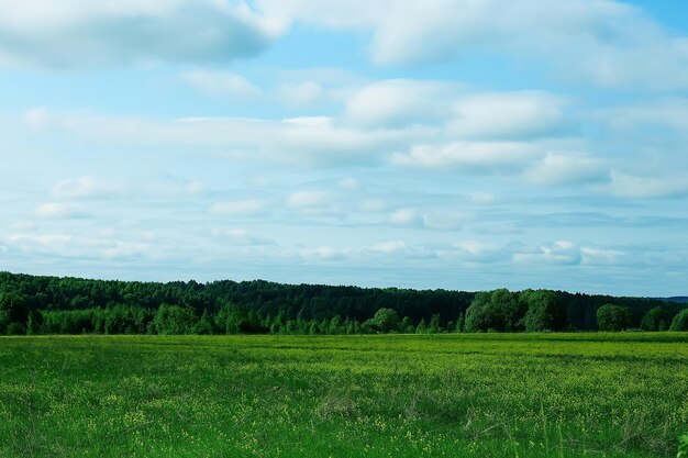 colinas de paisagem com floresta