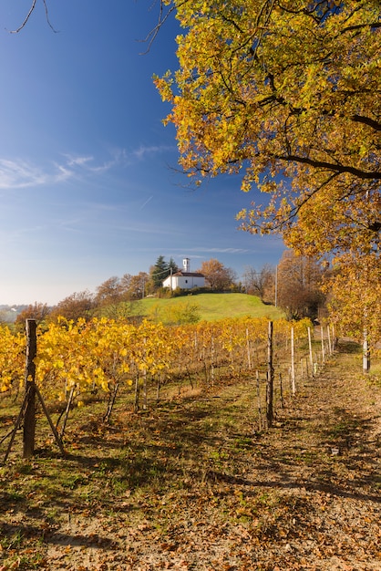 Foto colinas de vinhedo no outono