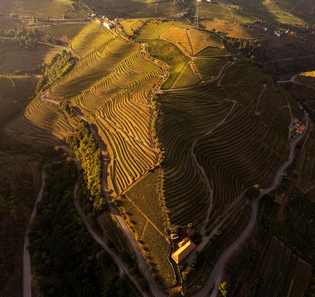 Colinas de vinhedos do vale do douro ao pôr do sol