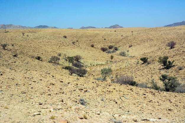 Colinas del desierto con algunos árboles pequeños en las laderas