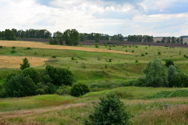 colinas onduladas con campo de trigo, línea forestal en el horizonte y cielo nublado