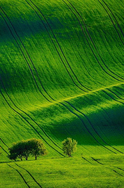 Colinas soleadas onduladas con campos y árboles adecuados para fondos o fondos de pantalla, paisaje natural estacional. Moravia del Sur, República Checa