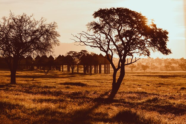 Colinas Taita ao nascer do sol no safári africano no Quênia