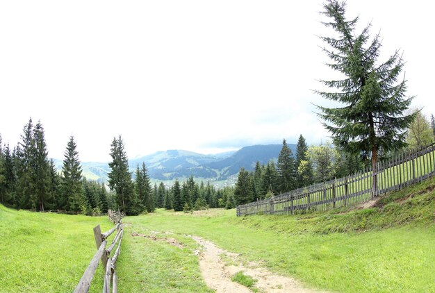 Colinas verdes del bosque en las montañas