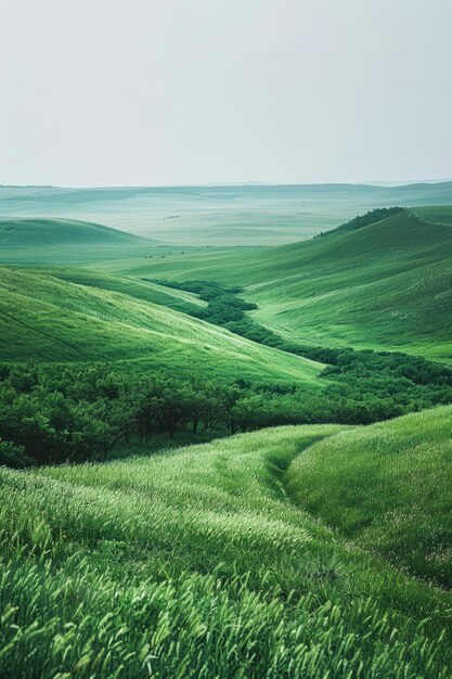 Colinas verdes com árvores no vale