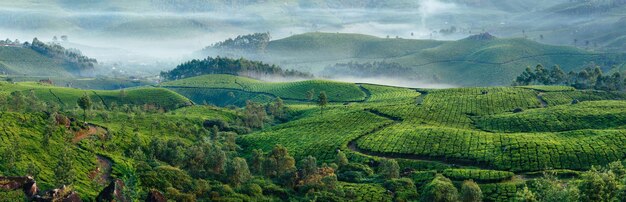 Foto colinas verdes de plantações de chá em munnar