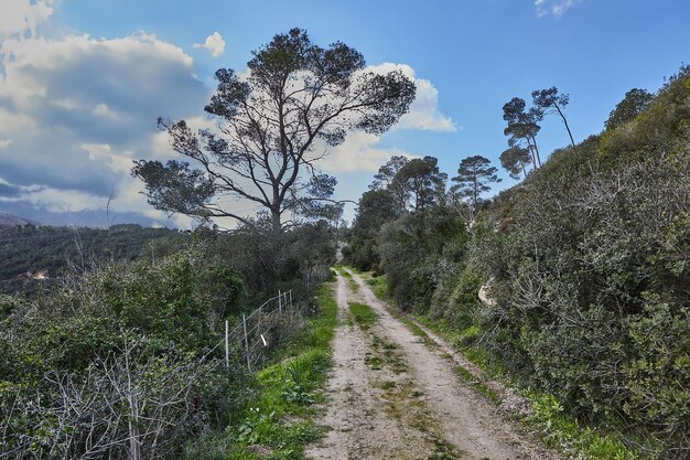 Colinas verdes pacíficas com um caminho e uma paisagem de céu azul nublado com flores coloridas