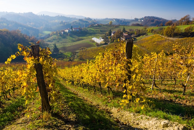 Colinas de viñedos en otoño