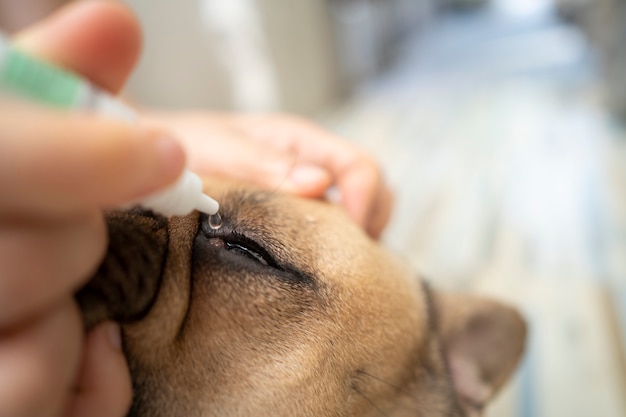 Colírio buldogue francês para prevenir doenças infecciosas doença ocular de cereja nos olhos