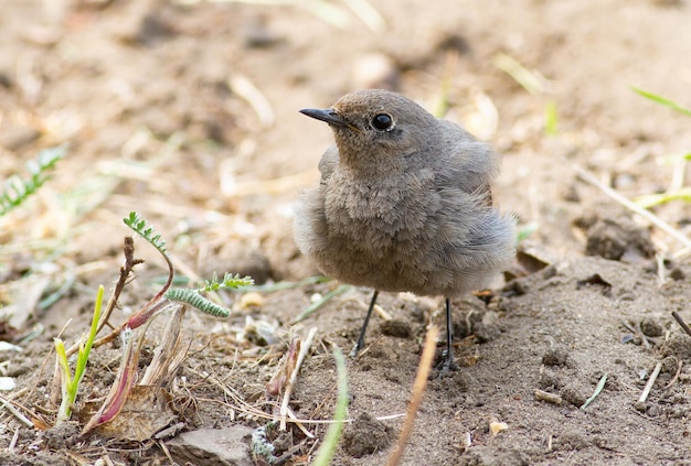 Colirrojo colirrojo Phoenicurus ochruros Un pájaro se sienta en el suelo