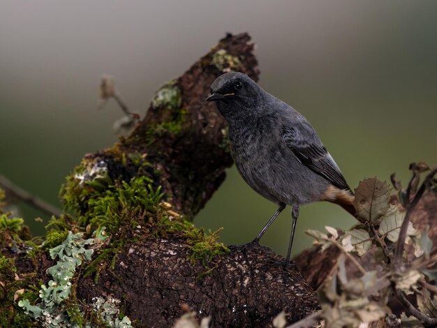 Colirrojo colirrojo (Phoenicurus ochruros).