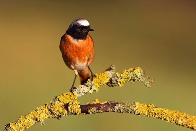 Colirrojo común, Phoenicurus phoenicurus